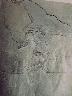 Fossils and Evolution Slides