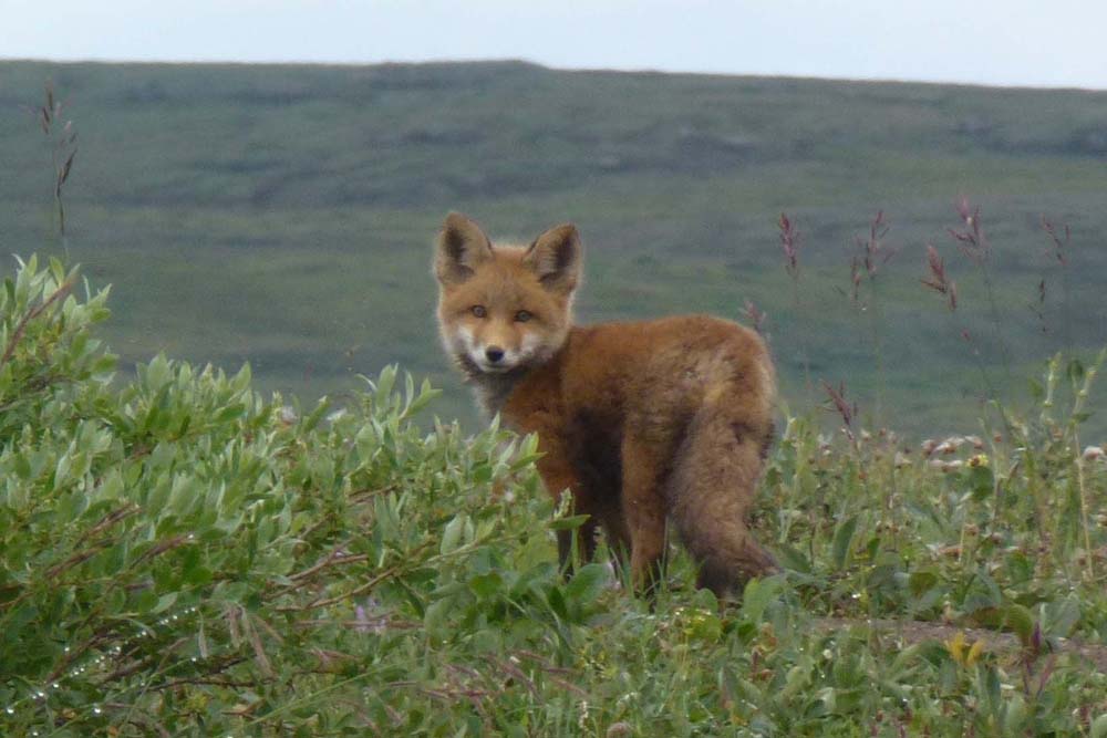 m_fox_kit
