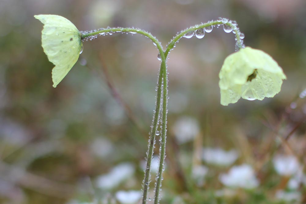 m_two_poppies