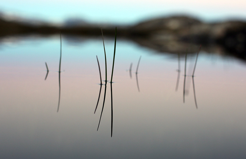 pond1