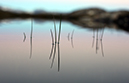 pond1