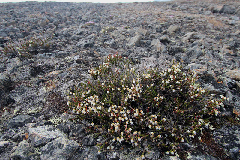 Cassiope_tetragona